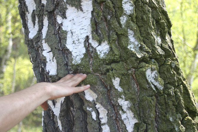 waldlager_barbed wire tree.jpg